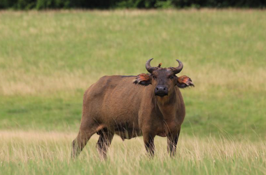 Ndendé : un buffle fait une nouvelle victime