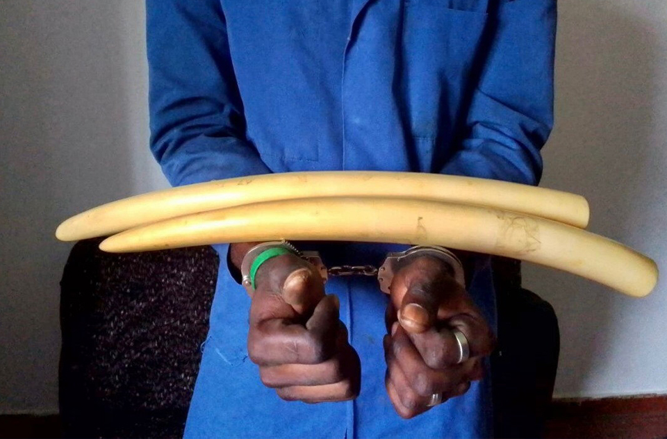 Crime faunique : un Gabonais de 27 ans bientôt devant le tribunal spécial de Libreville