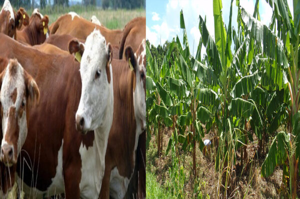 Agriculture : la SAEG pour assurer la souveraineté alimentaire du Gabon