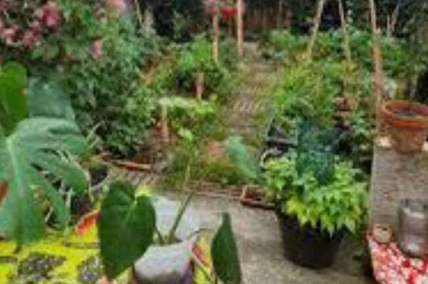 Port-Gentil : les établissements secondaires et primaires organisent la première édition du concours « Mon potager bio écolier »