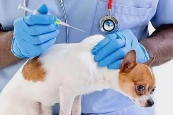 Rage : au Gabon, moins de 1 % des chiens sont vaccinés