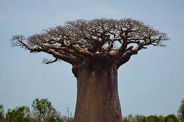 Le baobab : un trésor naturel qui défie le temps ?