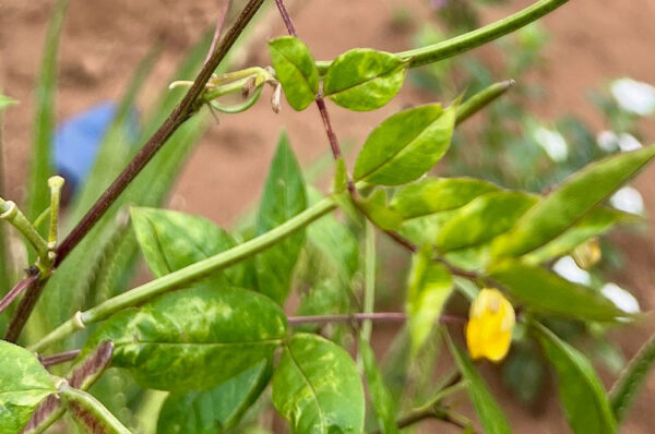 Le Kinkéliba : une plante miraculeuse aux multiples vertus ?