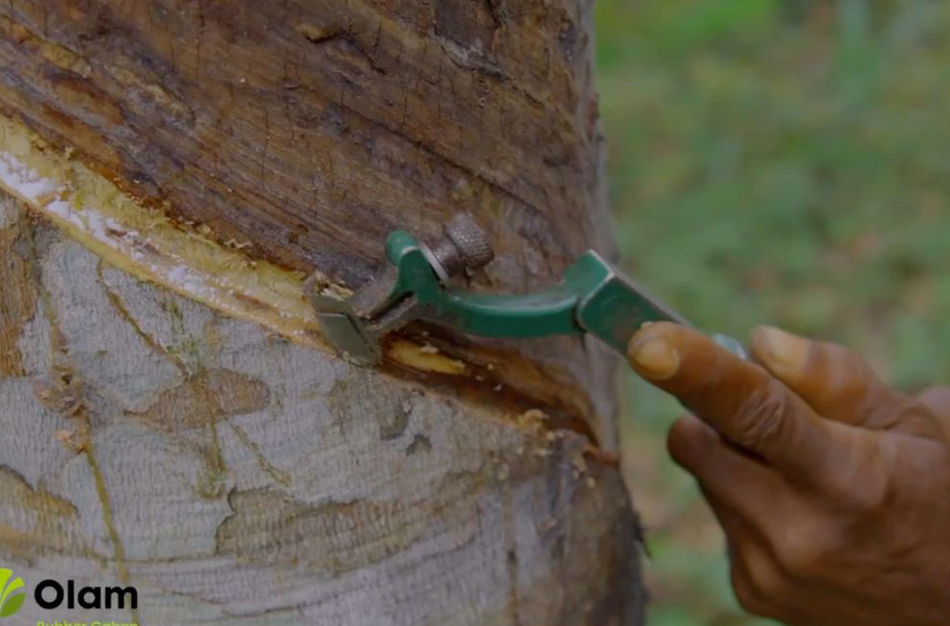 Réhabilitation des plantations d’hévéa, Olam Rubber Gabon offre des opportunités aux planteurs villageois, organisés en coopérative à Bitam.