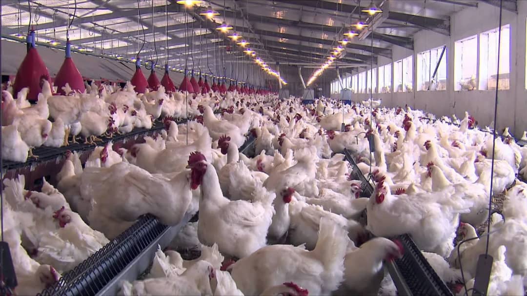 Filière avicole : l’autonomie alimentaire du pays au cœur des débats‎‎
