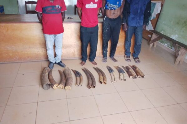 ‎Makokou : une opération coup de filet révèle l’ampleur persistante du trafic d’ivoire