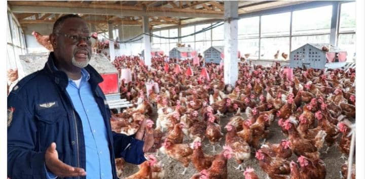 Agro-industrie : la SOGADA investit 8 milliards de FCFA pour le poulet de chair‎‎