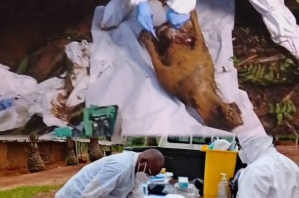 ‎‎Haut-Ogooué/Sébé-Brikolo : ouverture d&rsquo;une enquête sanitaire après la mort de plusieurs chiens‎