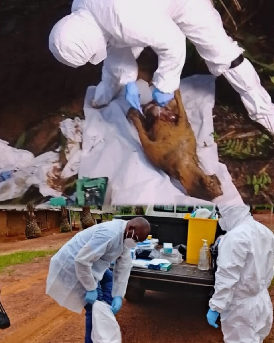 ‎‎Haut-Ogooué/Sébé-Brikolo : ouverture d&rsquo;une enquête sanitaire après la mort de plusieurs chiens‎