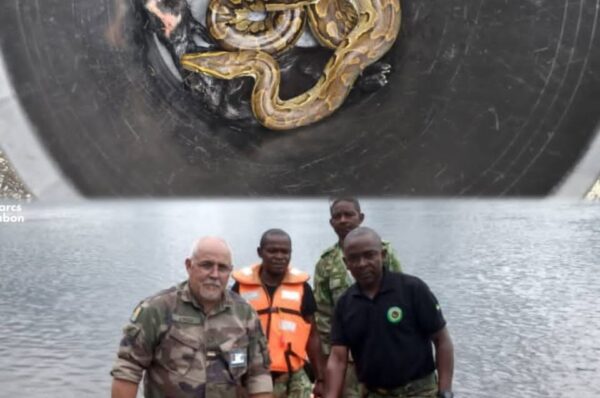 ‎ANPN/Akanda : un python capturé et réintroduit dans son habitat naturel‎