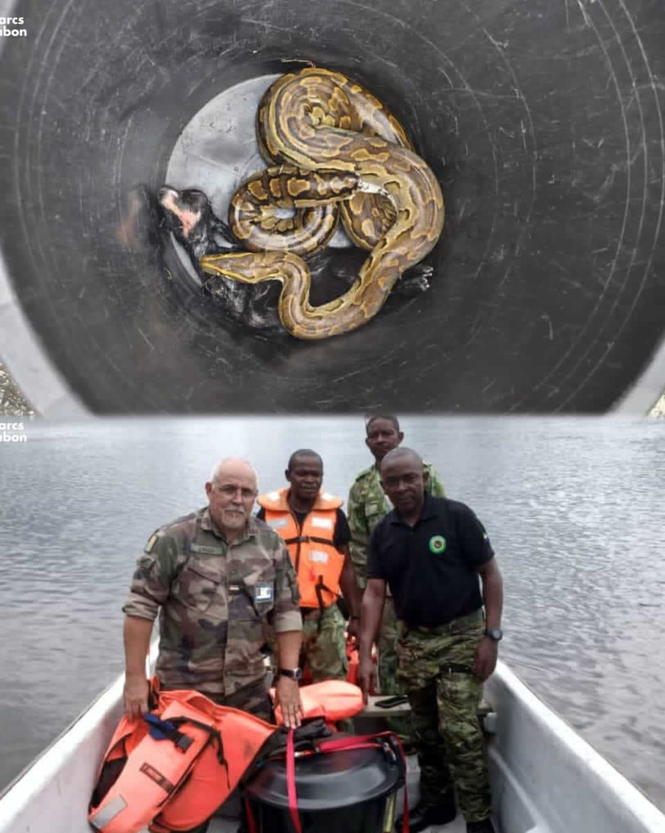 ‎ANPN/Akanda : un python capturé et réintroduit dans son habitat naturel‎