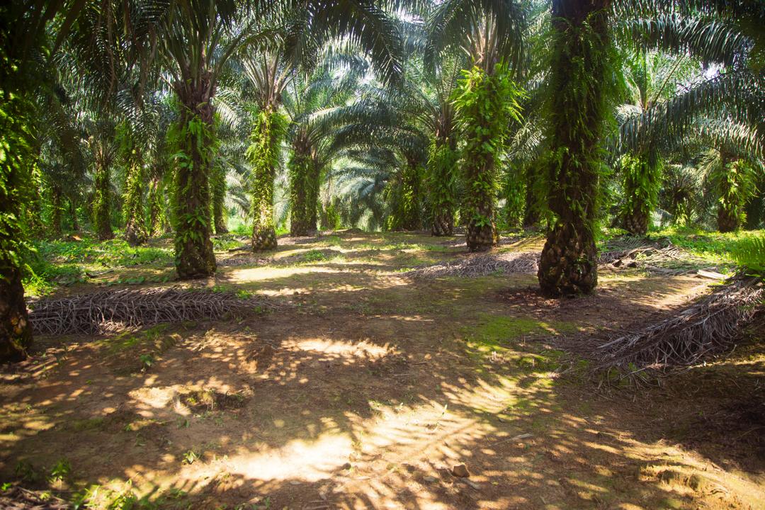 Olam Palm Gabon déploie un système d’irrigation de pointe pour une agriculture durable