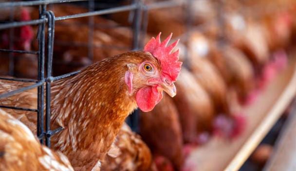 Interdiction d&rsquo;importer le poulet de chair au Gabon : quelle stratégie de Libreville face au « véto » de Washington ?